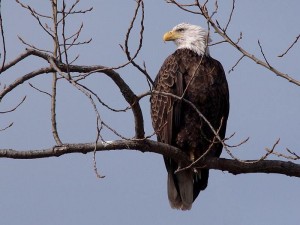 Eagle on the delaware bay